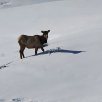 Lay Peak Ranch images 2