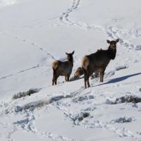 Lay Peak Ranch images 3