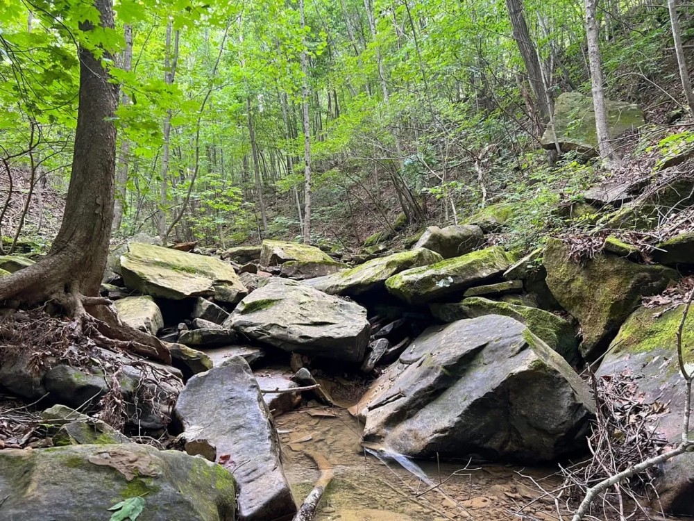 Vanaka Bank Rd - 120 acres - Pike County featured image