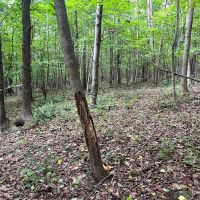 Vanaka Bank Rd - 120 acres - Pike County images 2
