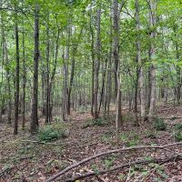 Vanaka Bank Rd - 120 acres - Pike County images 3