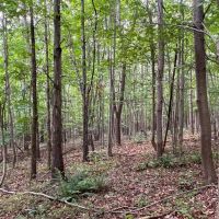 Vanaka Bank Rd - 120 acres - Pike County images 4