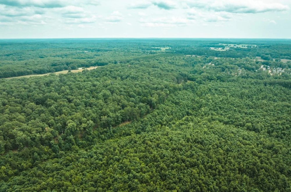Whitetail Hollow featured image