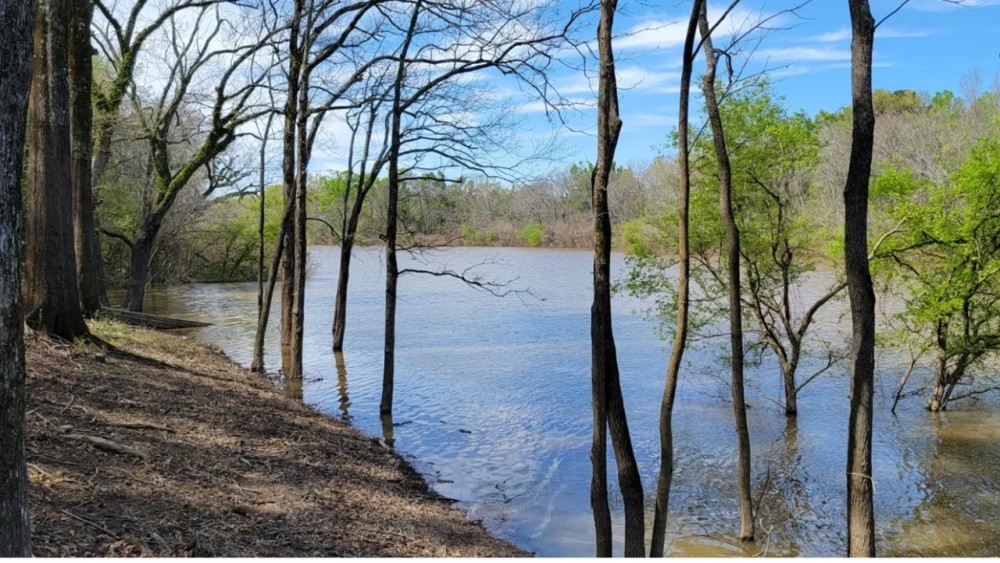 28 Acres in Catahoula Parish in Sicily Island LA featured image