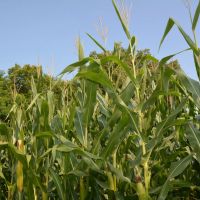 Antelope Creek Farm Hunt images 3