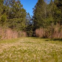155 acres for Sale Hunting Land in Jefferson County MS images 4