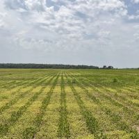 Cypress Lake Farm images 3