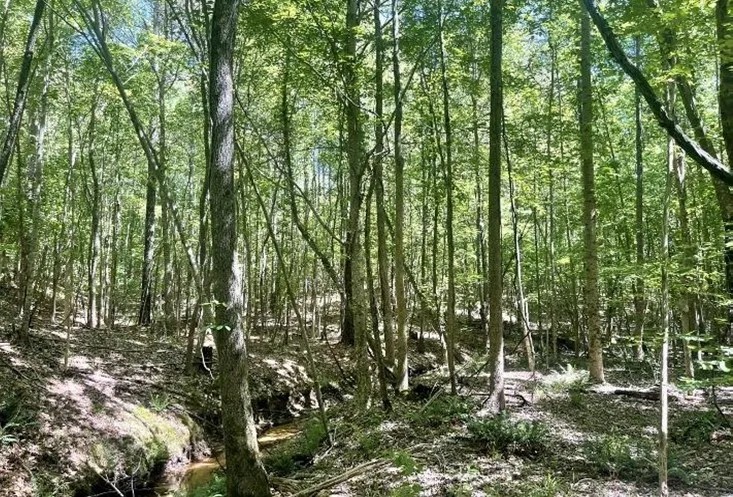 47 Acres in Choctaw County in Ackerman MS featured image