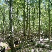 47 Acres in Choctaw County in Ackerman MS