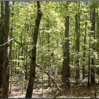 47 Acres in Choctaw County in Ackerman MS images 3