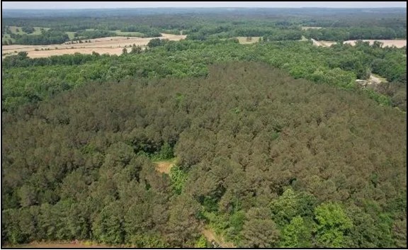 34.9 Acres in Yalobusha County in Coffeeville MS featured image