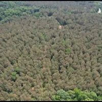 34.9 Acres in Yalobusha County in Coffeeville MS images 3