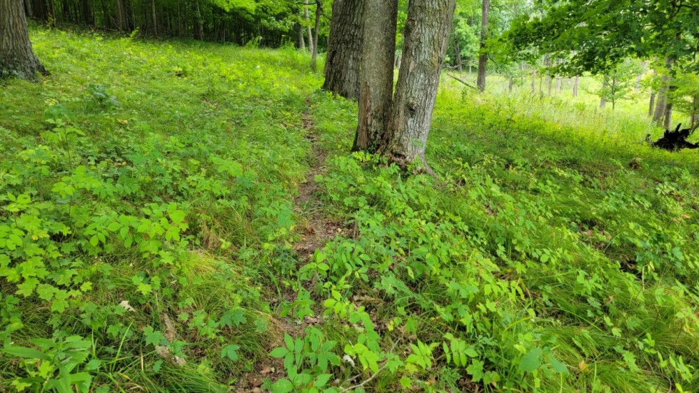 20 Acre Remote Destination Near Norwalk Wisconsin featured image