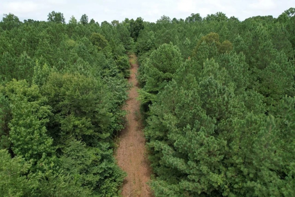 The Wick - 222 Acres Land for Sale Union County MS featured image
