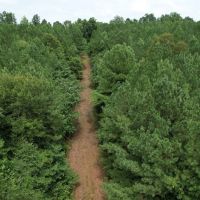 The Wick - 222 Acres Land for Sale Union County MS