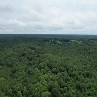 The Wick - 222 Acres Land for Sale Union County MS images 4