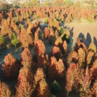 Franklin Tennessee Paradise Farm images 4