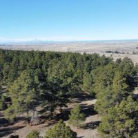 Elizabeth Pines 57 images 3