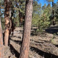 Elizabeth Pines 57 images 4