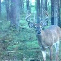 138 - Wooded Turn-Key Acres Monroe County images 4