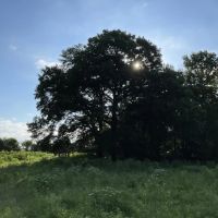 Detroit Ranch images 3