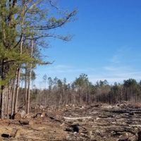 Highway 127 Tract B LaSalle Parish 64.15 Acres -