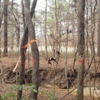 Highway 127 Tract B LaSalle Parish 64.15 Acres - images 2