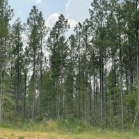 287 Acres in Madison County in Canton MS images 2