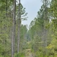 287 Acres in Madison County in Canton MS images 3