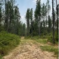 287 Acres in Madison County in Canton MS images 4