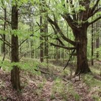 42 Acres in Holmes County in Lexington MS images 4