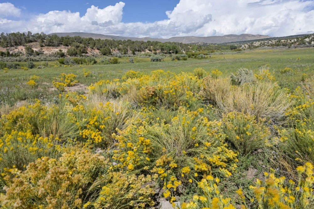 Little Mountain Deep Creek Ranch featured image