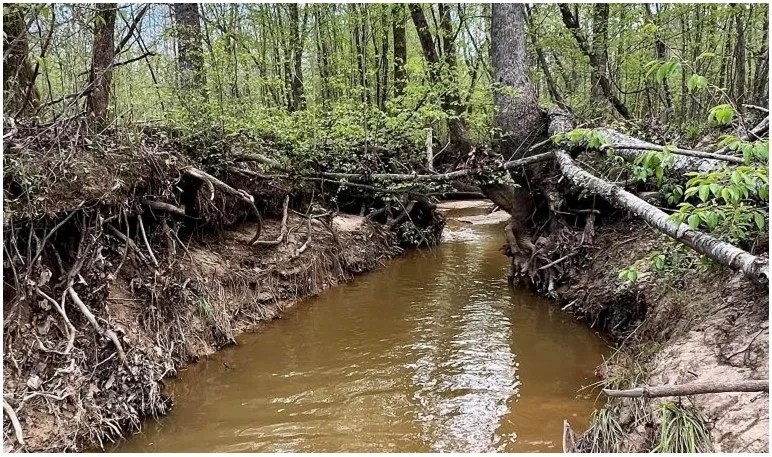 256 Acres in Webster County Eupora MS featured image