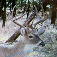Clear Springs Ranch 187 acres m l images 4