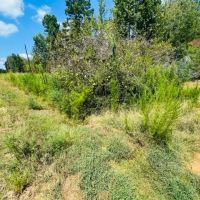 6 acres Jayess Community Walthall County MS images 3
