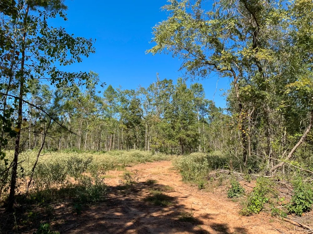 42 Acres CR 817 T-4 featured image