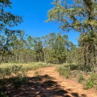 42 Acres CR 817 T-4