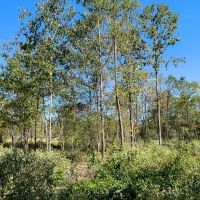 42 Acres CR 817 T-4 images 3