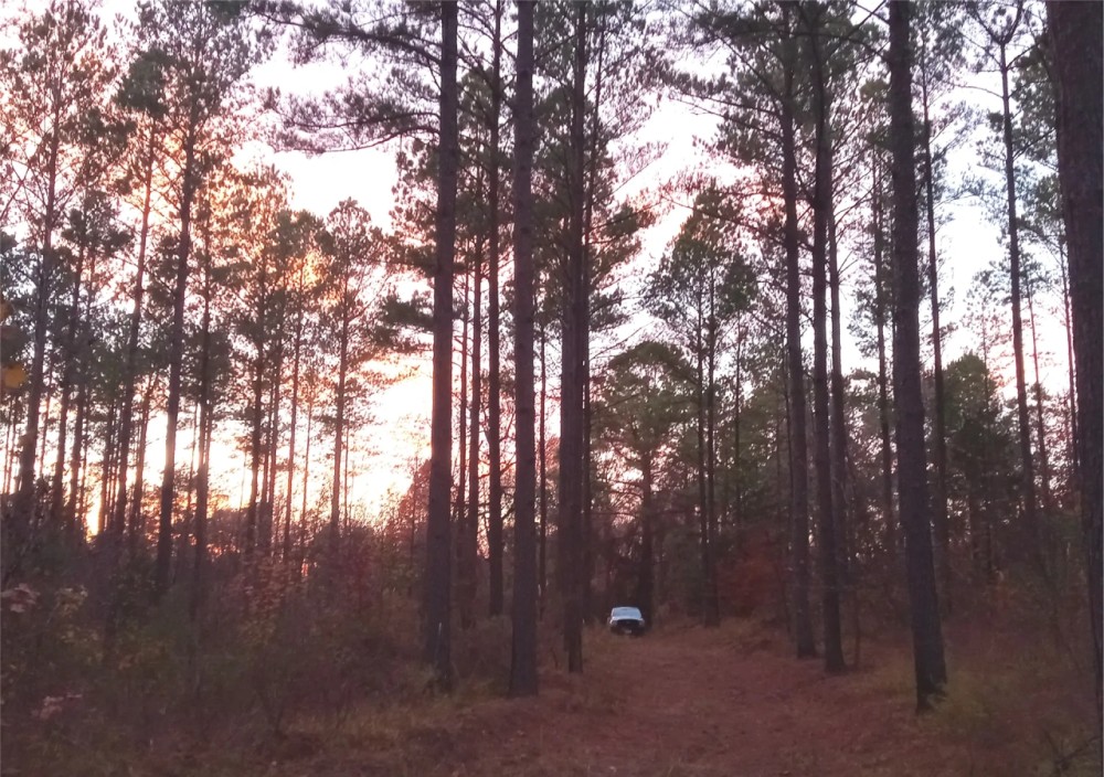160 Acres in Grenada County in Grenada MS featured image