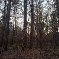 160 Acres in Grenada County in Grenada MS images 2