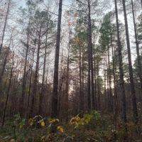 160 Acres in Grenada County in Grenada MS images 3