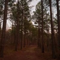 160 Acres in Grenada County in Grenada MS images 4