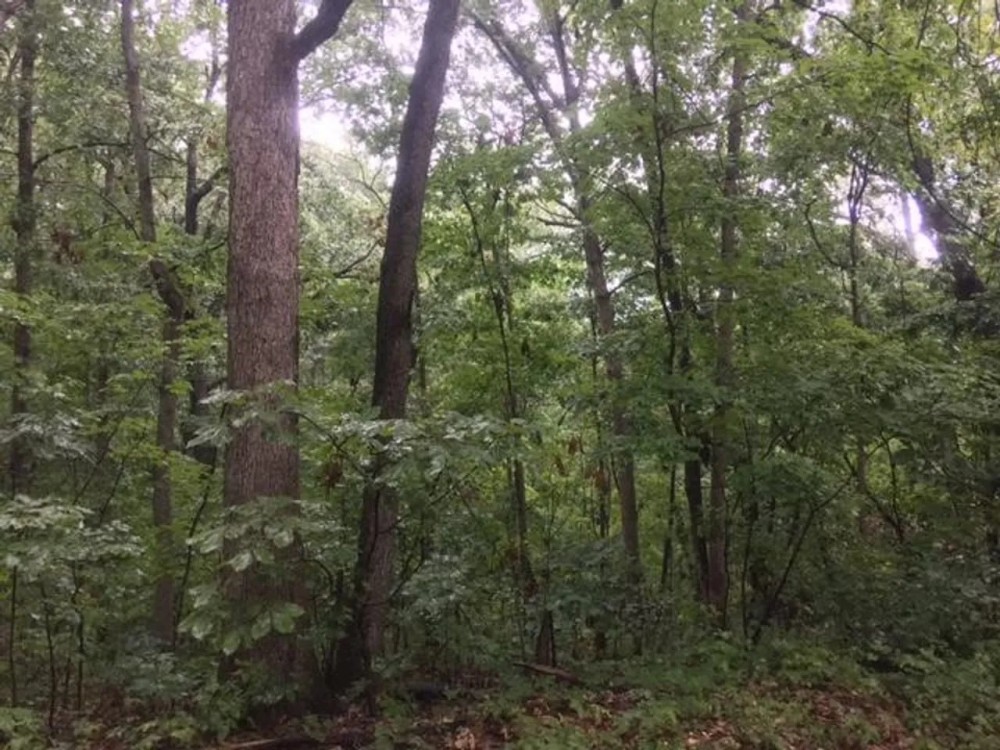 3.68 Acres Paved Road Frontage Wooded Electric Available Douglas County featured image