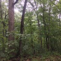 3.68 Acres Paved Road Frontage Wooded Electric Available Douglas County