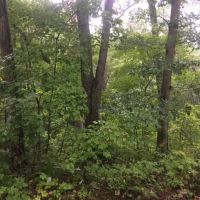3.68 Acres Paved Road Frontage Wooded Electric Available Douglas County images 2