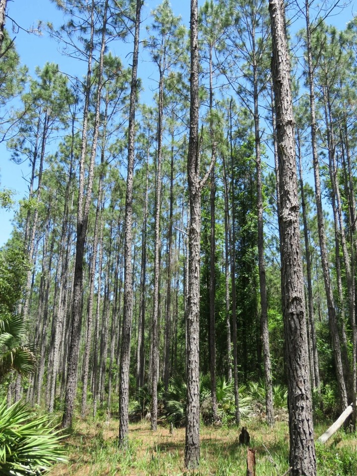 Gordon Chapel East Tract featured image