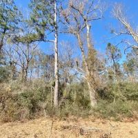 61 Acres-Hwy 1057-Kentwood LA