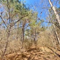 61 Acres-Hwy 1057-Kentwood LA images 3