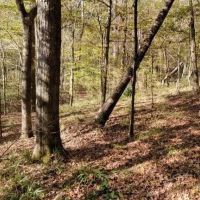 55 Acres in Adams County in Natchez MS