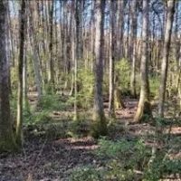 55 Acres in Adams County in Natchez MS images 4